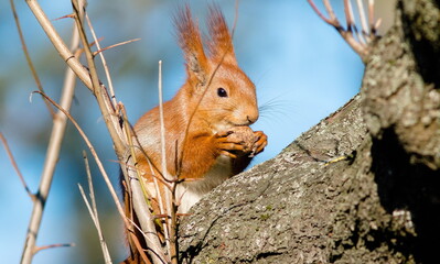 squirrel on a tree