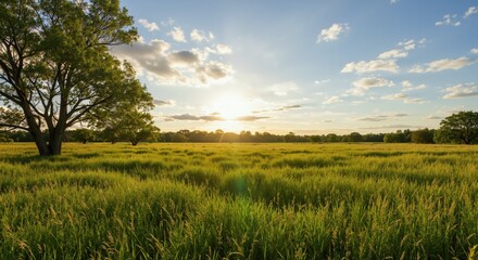 Fototapeta premium Serene landscape at sunset with tall grass and a tree 