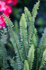 Green Azalea Leaves in Nature