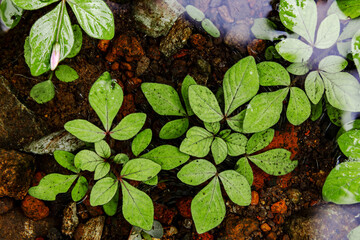 Lush Leaves Beneath the Flowing Water. Fresh Green Leaves in Water