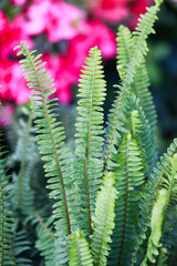 Azalea in Full Bloom. High quality photo