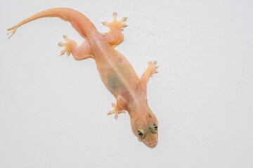 A close-up of a small lizard clinging to a white wall, its pale skin and delicate features visible...