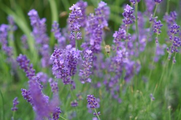  lavender flowers on a summer field among green plants as a banner for cosmetology and phytotherapy and aromatherapy sessions