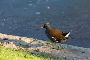 Bird walking near to the water