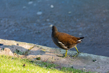Bird walking near to the water