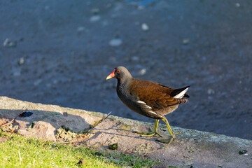Bird walking near to the water