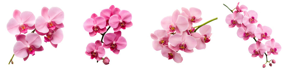 Fototapeta na wymiar Beautiful pink orchid flowers in bloom
