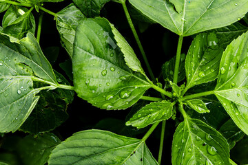 Tropical Leaves After the Rain, Water Droplets on Leaves. Serene Raindrops on Lush Green Leaves.