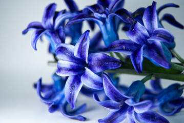 Beautiful blue hyacinth flower against a white backdrop, highlighting its natural elegance and...