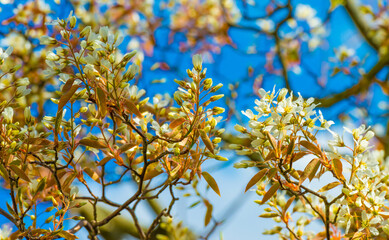 Blossoming tree in a blue bright sky in sunlight in springtime, Almere, Flevoland, The Netherlands,...