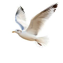 Fototapeta premium Seagull soaring with wings spread wide against a clean white background, Flying Seagull isolated on white background
