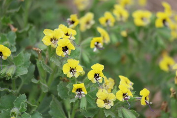 Hyoscyamus aureus (golden henbane) is a species of plant in the family Solanaceae