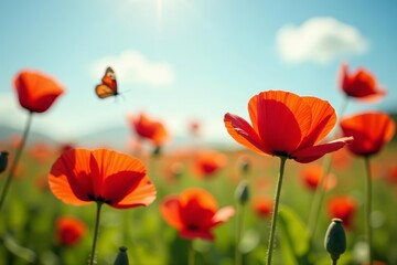 Naklejka premium Close-up of red poppies blooming amongst butterflies in a sunny field, orange, pollinators, green