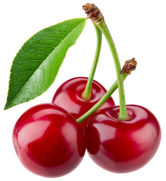 Cherry isolated png. Sour cherry with leaf on white or transparent background. Perfect retouched three cherries with leaves no background. Png cherry. Full depth of field.