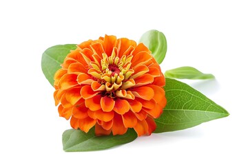 Orange Lilac Isolated on White Background. Beautiful Lilac Flower