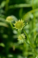 Yellow coneflower flower bud