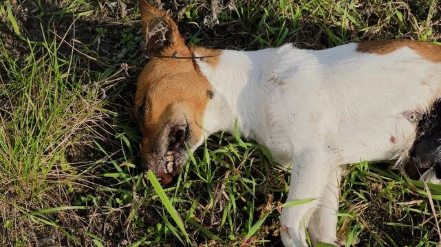 A dead dog lies on the grass and corpse flies crawl on it
