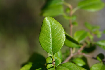 Japanese Flowering Quince leaves