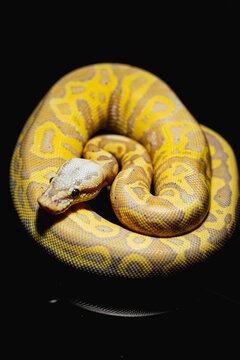 Close-up of a stunning ball python, showcasing intricate markings and smooth scales. Ideal for exotic pet and nature photography projects.