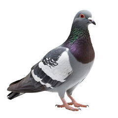 Fototapeta premium Grey pigeon stands isolated against a white background emphasizing its striking features and colors, grey pigeonisolated on white background