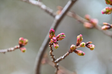 蕾の先にピンク色の花弁が見えてきたサクラ