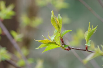 ウワミズザクラの芽吹き