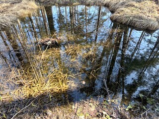 Tranquil pond reflecting trees and dry grass in a serene environment  