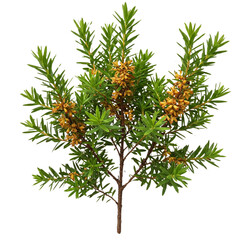 Fototapeta premium pine tree isolated on white