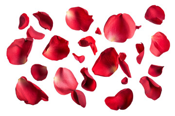 Set of red rose petals isolated on a white background.