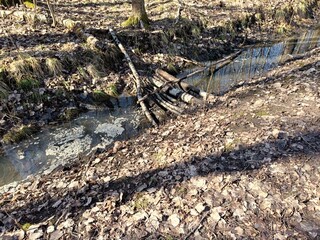 Tranquil stream with fallen branches in a serene forest setting  