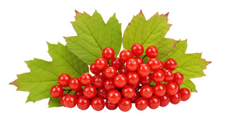 Isolated Red Berries