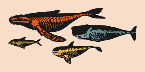 The skeleton of a whale and a dolphin. Trendy vector illustration.