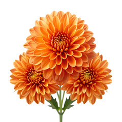 Isolated orange chrysanthemum flowers blossom floral arrangement bloom petal beauty nature transparent background