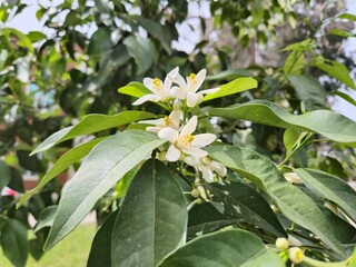 close up of orange blossom in spring