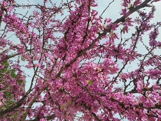 flowers of Lysimachia foemina (blue pimpernel)