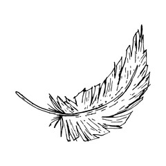 Hand drawn ink illustration of a curved bird feather. Monochrome vector drawing with textured lines and organic shape. Perfect for textile prints, rustic weddings, boho prints and farm themes.