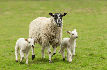 Mother sheep running forward in green meadow with her two young twin lambs in Springtime. One cheeky lamb is sticking her tongue out. Yorkshire Dales, UK.  Horizontal, space for copy