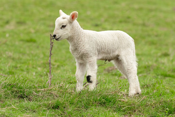 Obraz premium Lamb in Springtime. Close up of a young lamb sniffing at a prickly thistle stalk, facing left, Yorkshire Dales, UK. Clean background. Horizontal. Copy space.