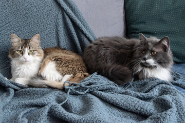 Adorable fluffy cats lying on the couch at home closeup