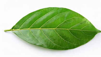 Obraz premium leaves of yanang thai medicinal isolated on white