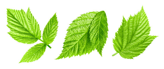 Raspberries leaves isolated on a white background Clipping Path