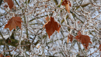 Winter Leaves Adorned With Frost and Ice on Bare Tree Branches