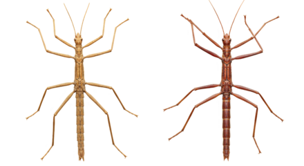 Isolated Stick Insects