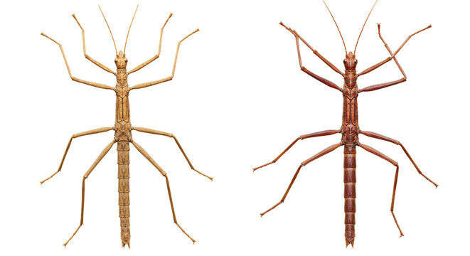 Isolated Stick Insects - Powered by Adobe