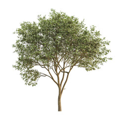 Obraz premium Tree with Sparse Leaves Standing Alone in a Minimalist Environment Under Bright Lighting, Image a tree with few natural leaves isolated on a isolated on white background