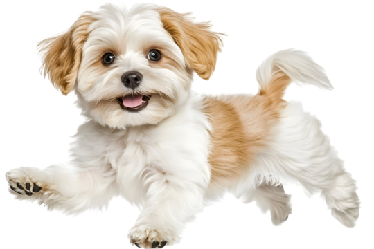 Cute Playful Puppy Running On Transparent Background Illustration