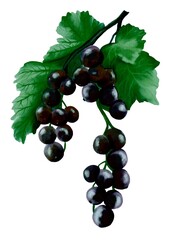 Vibrant blackcurrant watercolor pattern for textile and print design