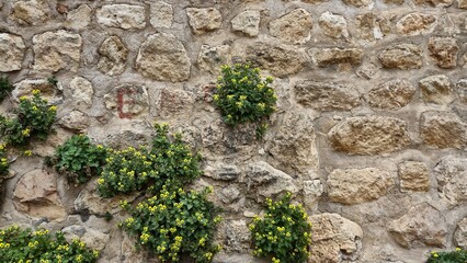 Hyoscyamus aureus (golden henbane) flowers growing on an old stone wall