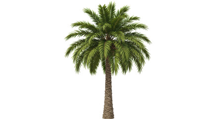 Isolated Palm Tree