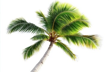 Graceful Palm Tree Reaching Towards Clear Skies with Radiant Green Foliage
